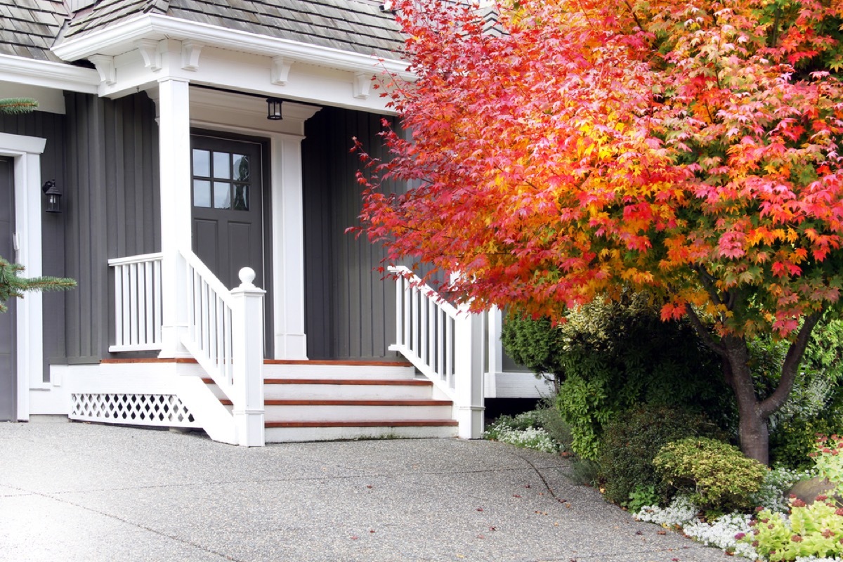 paving stones in front of gray house with red tree in front