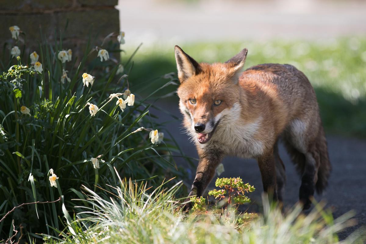 A fox patrols the streets of Brentwood, Essex, UK. Foxes are now common in urban areas in the United Kingdom.