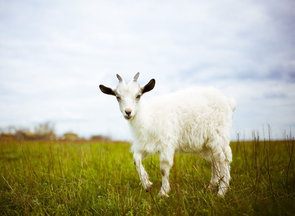 Baby goat kid