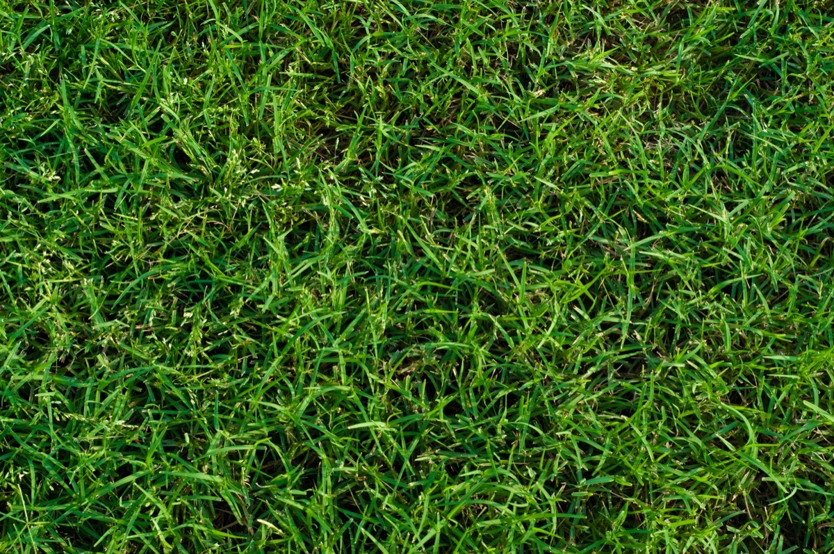 Green landscaped bermuda grass background close up.