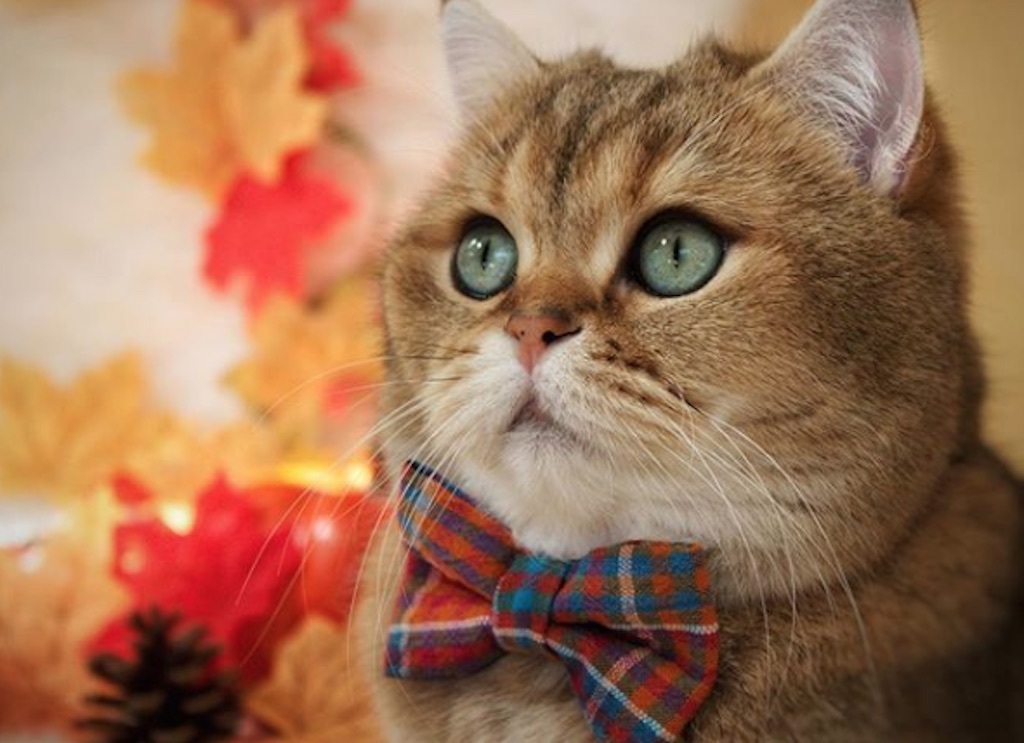 cute cat wearing a bow tie