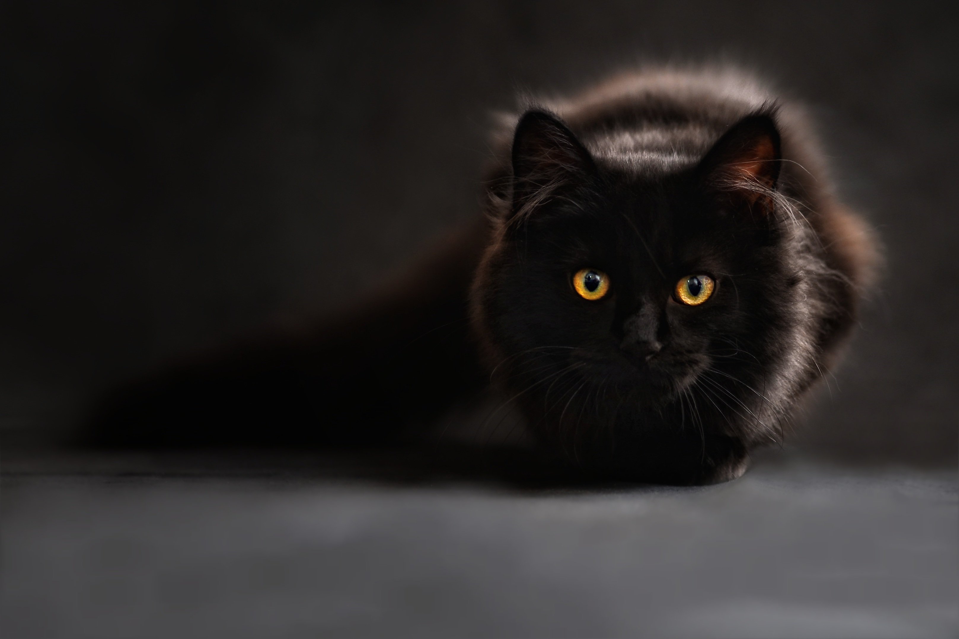 Image result for restless black cat