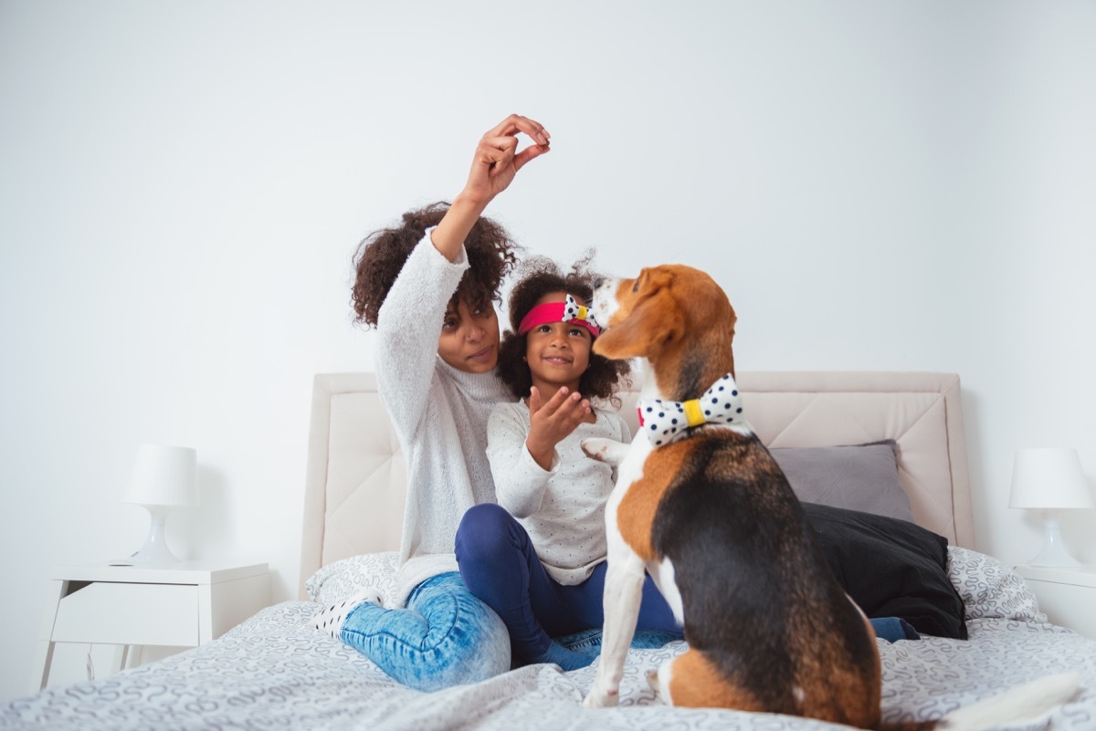 African american mother and daughter playing with their beagle dog