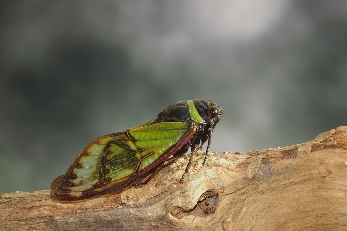 A cicada rests on a branch
