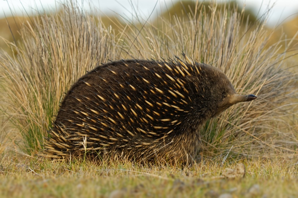 echidna 30 oldest animals on earth