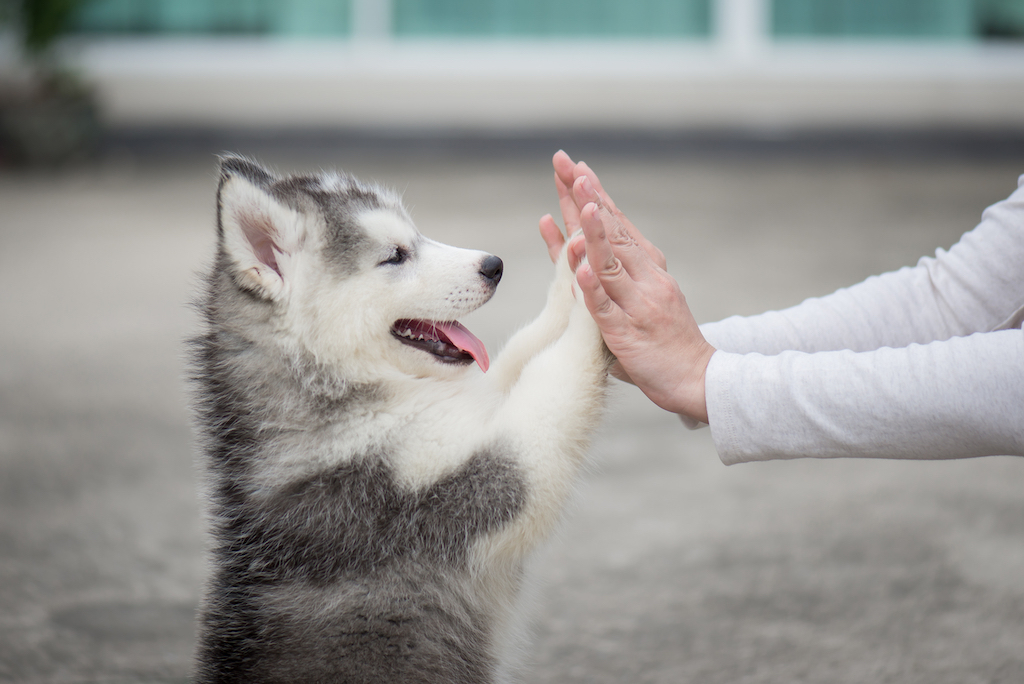 husbky puppy giving a high-five