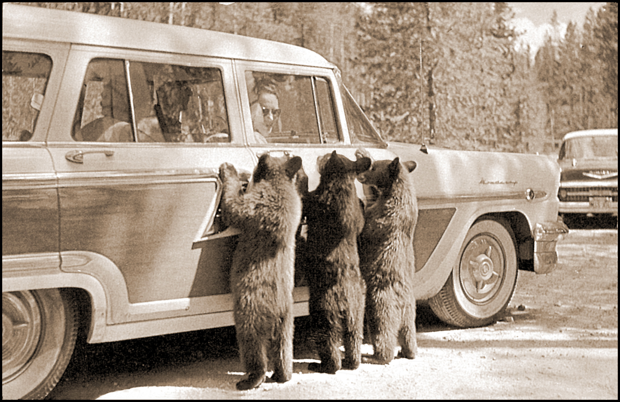 three bears lean against a vintage car