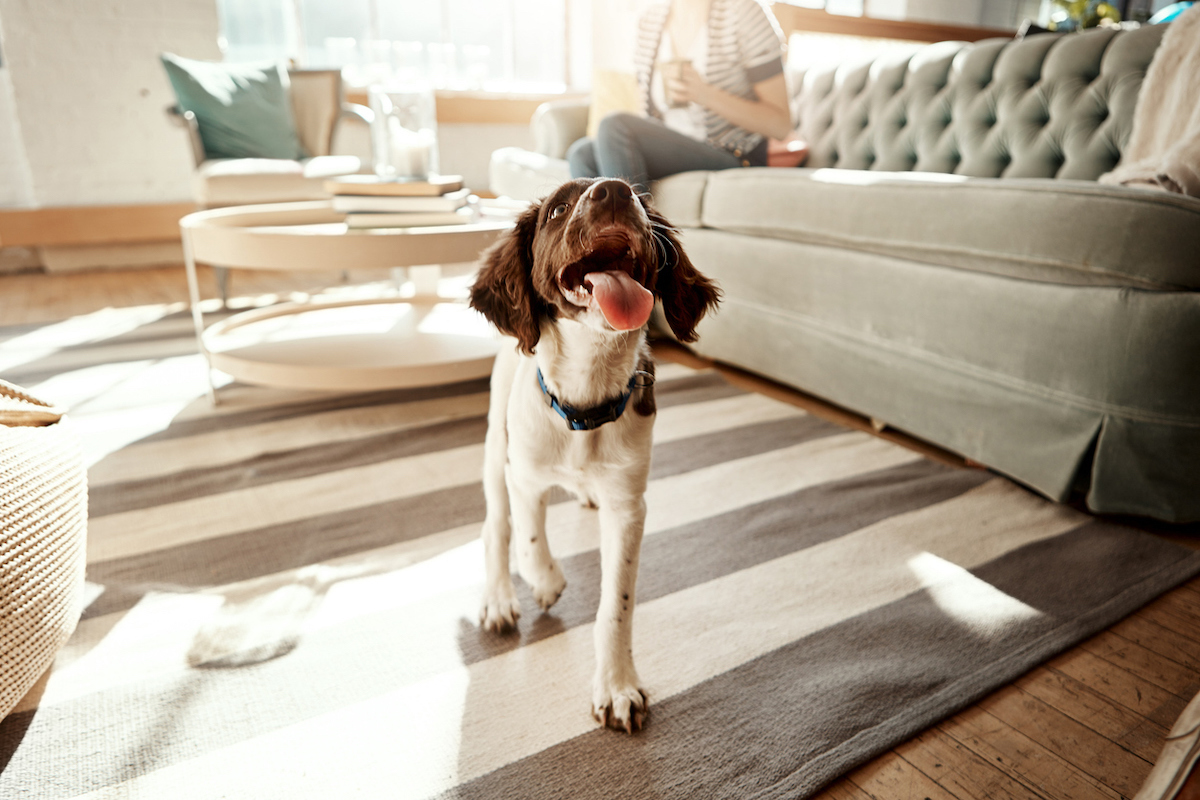 Dog walking with his tongue out in the living room