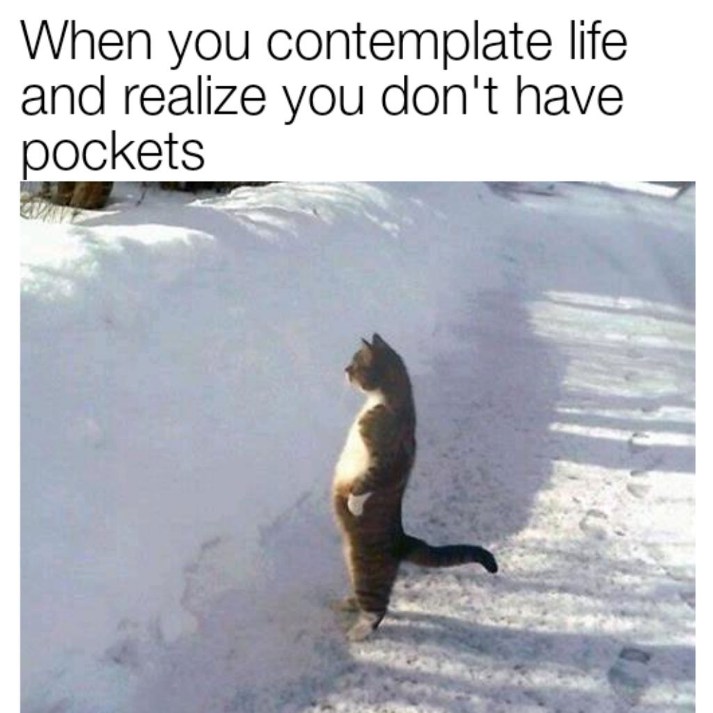 Pocketless cat meme