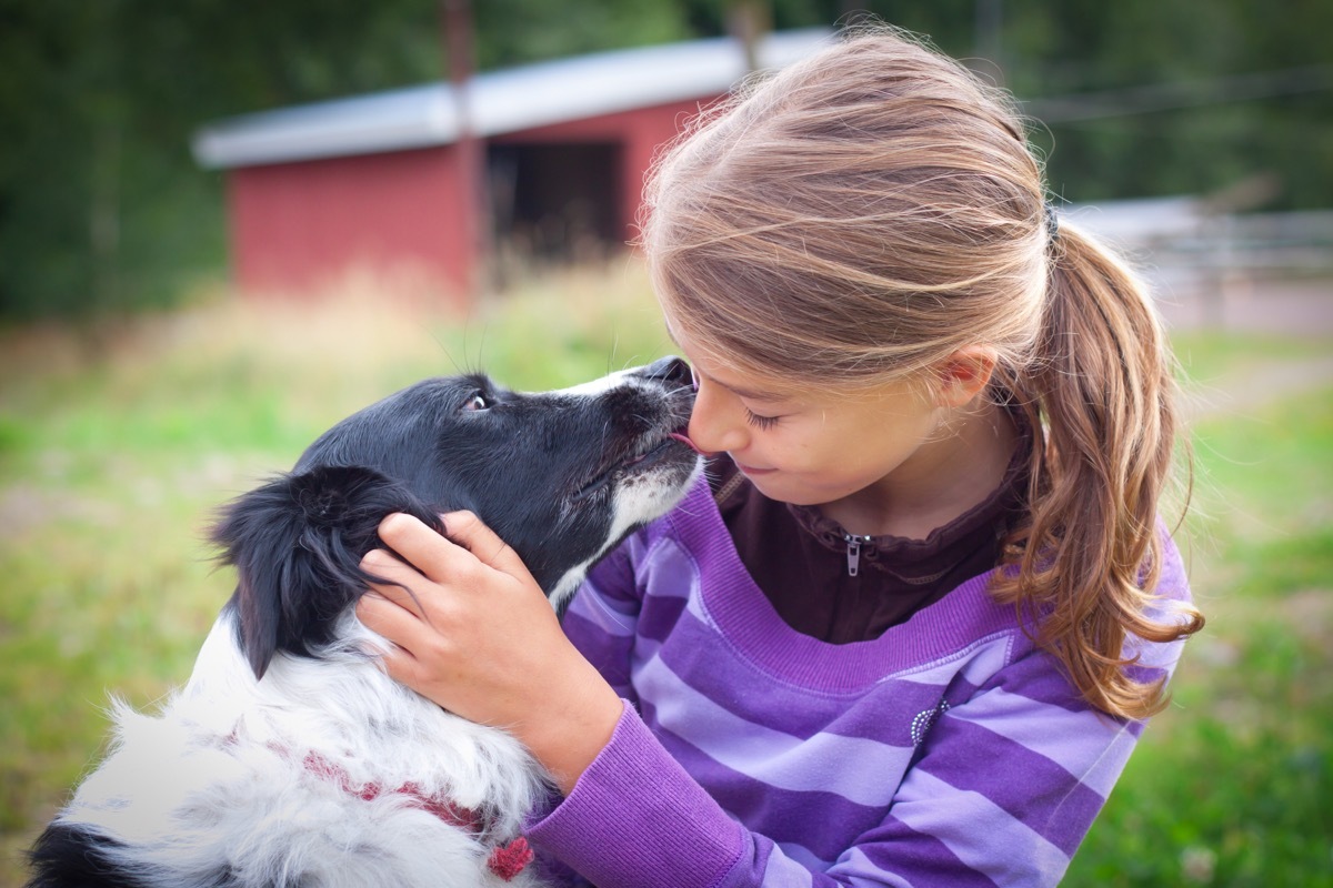Border collie giving kisses to a child
