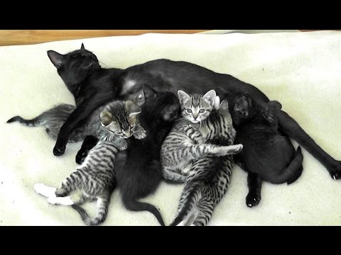 Image result for black cat feeding her kittens