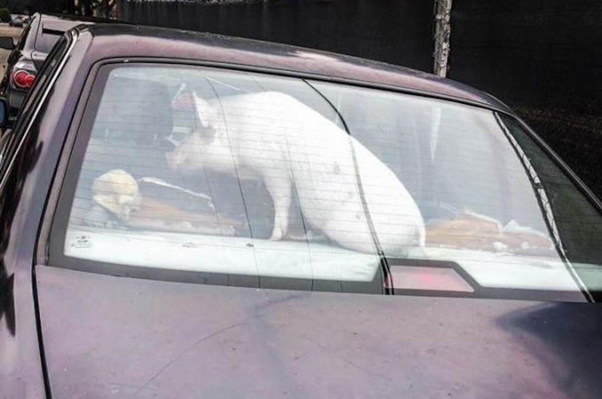 Ramone the pig rescued from hot car Animal Stories 2018