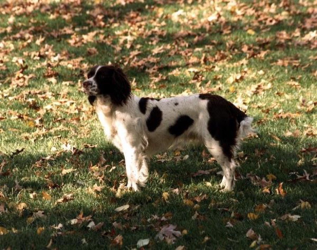 George HW Bush's dog, Millie