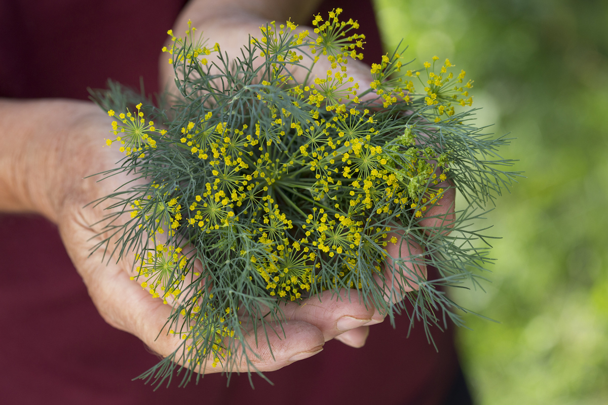 A woman holding dill with yellow flowers in her hands