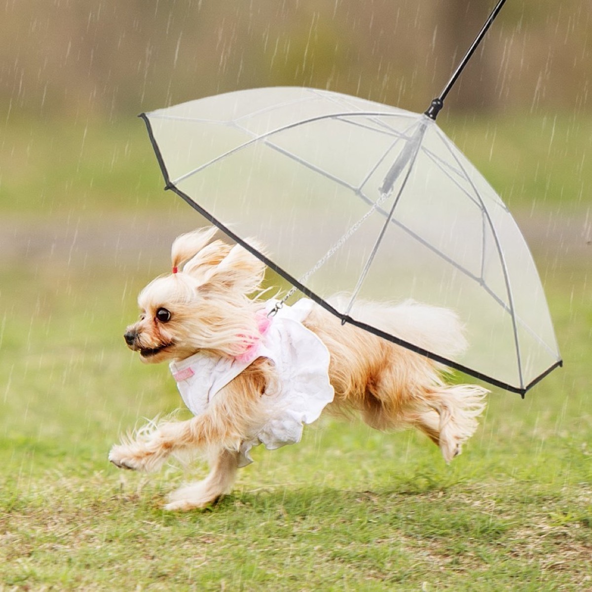 pet dog umbrella