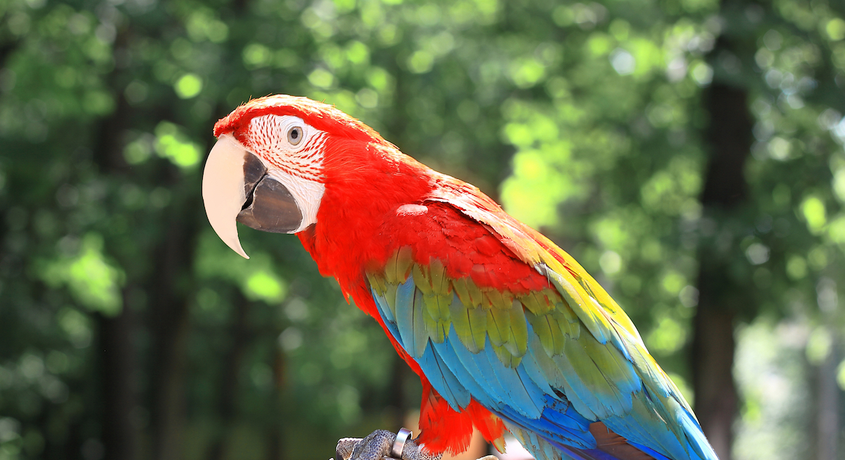 Macaw Animal Stories 2018