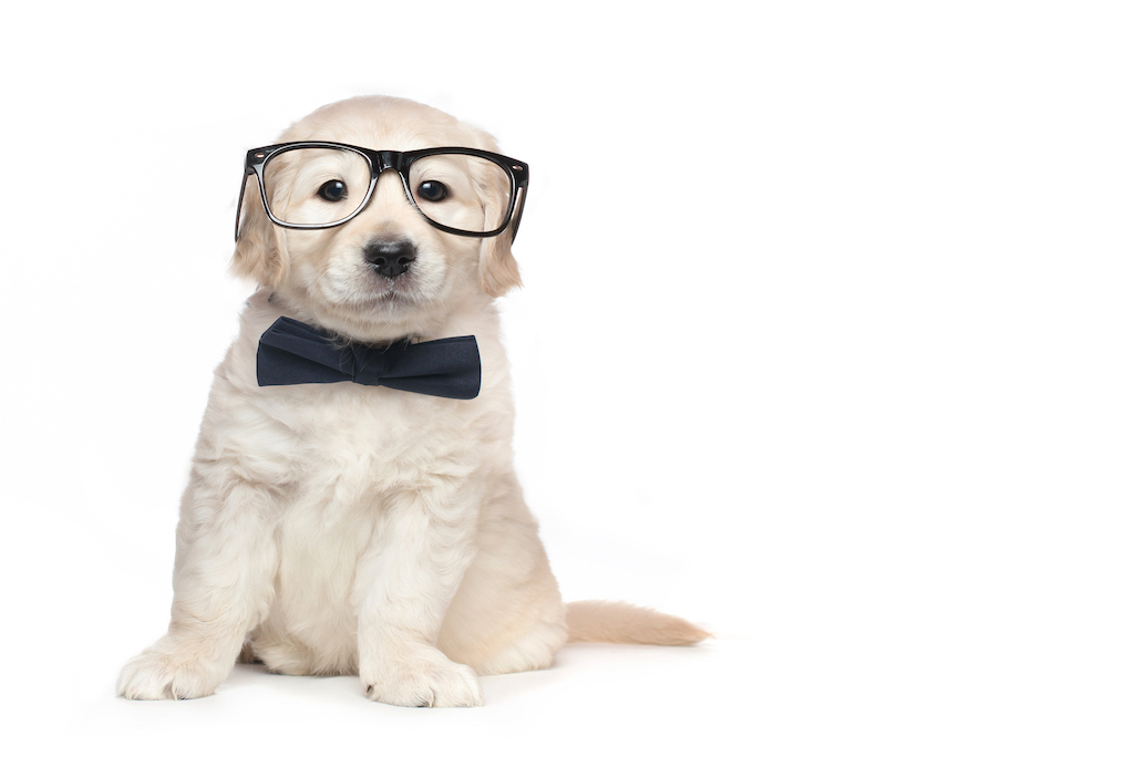 puppy-glasses-bow-tie