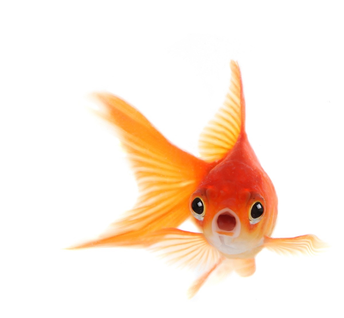 Goldfish With Shocked Look on His Face.