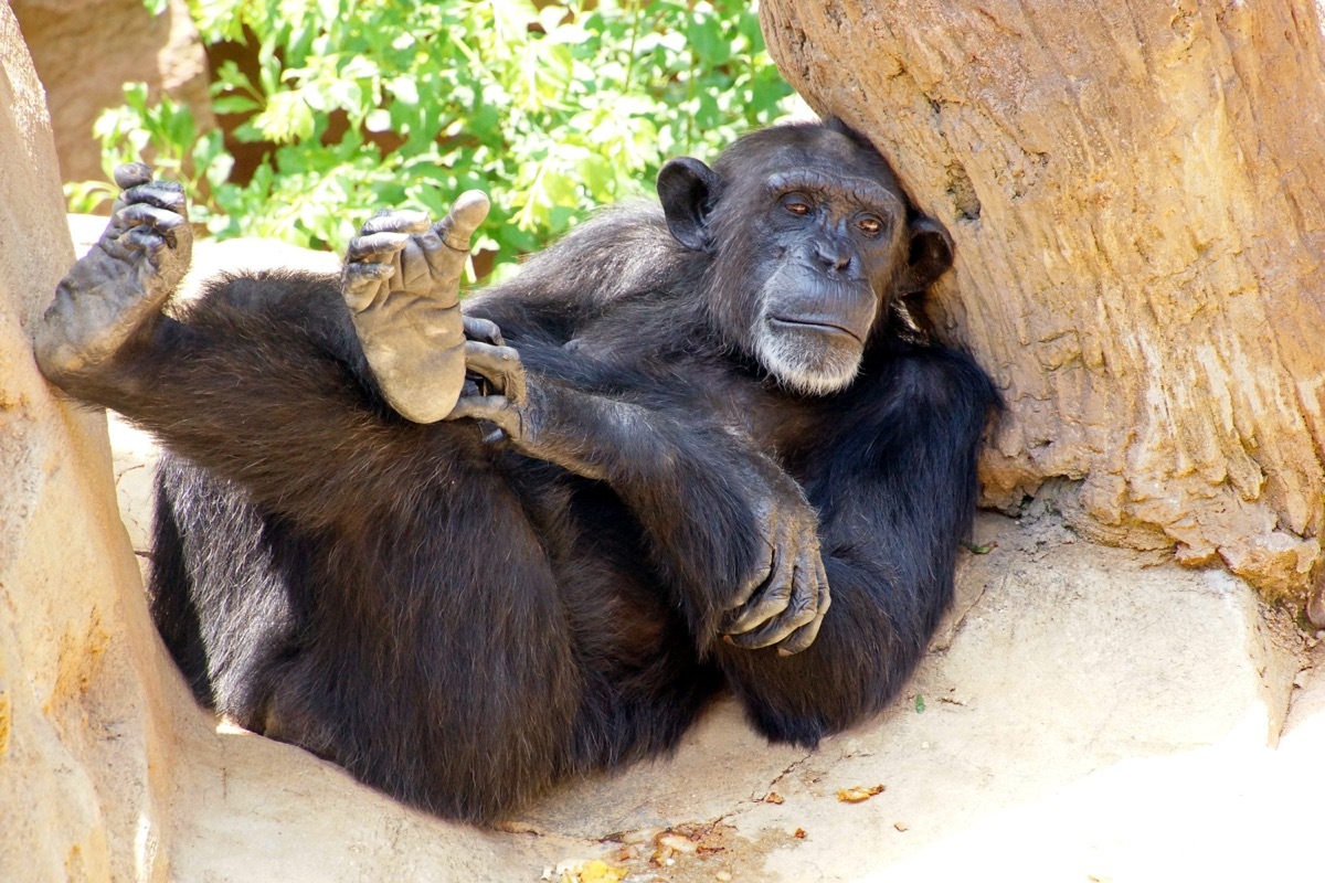 Monkey relaxing on rock in zoo - Image