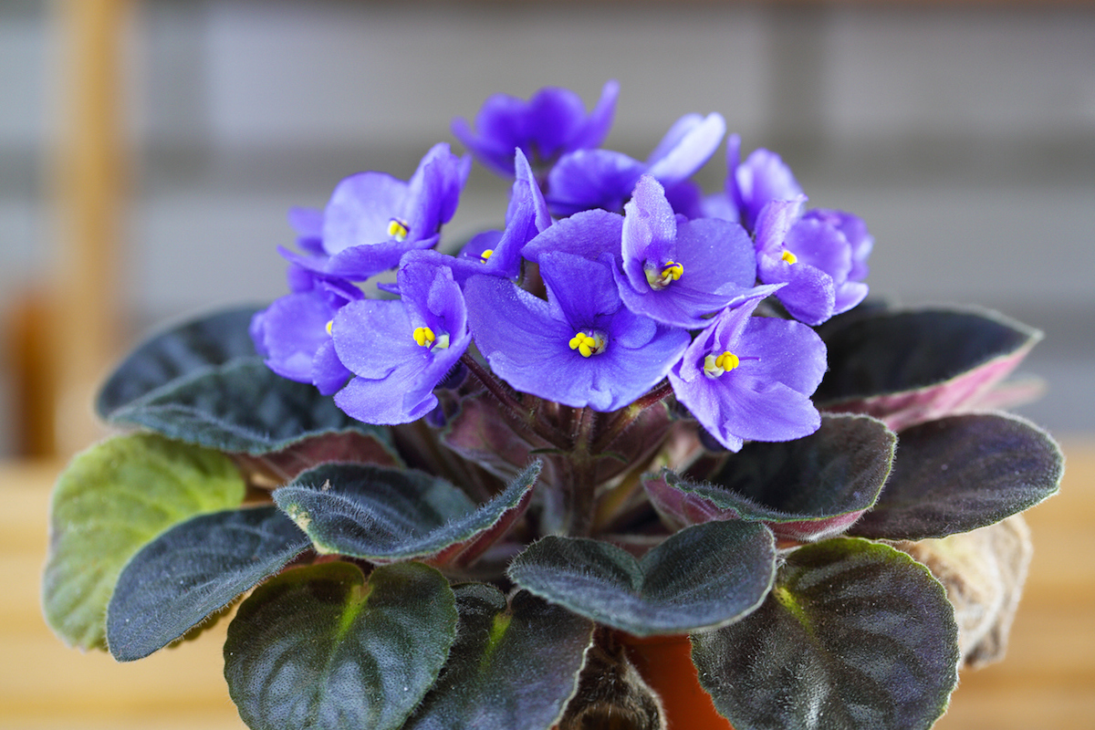 Violet Saintpaulias flowers commonly known as African violets Parma violets close up