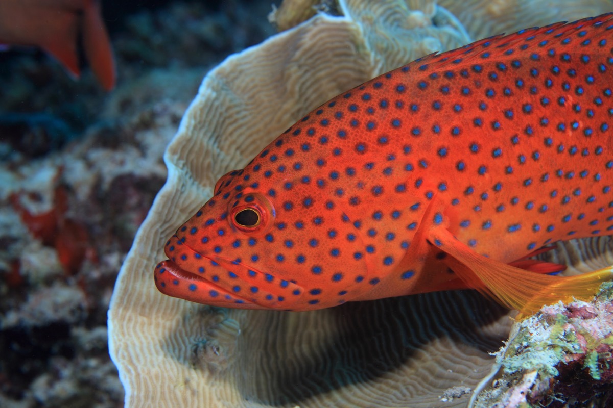  Coral hind grouper (Cephalopholis miniata) in the coral reef - Image