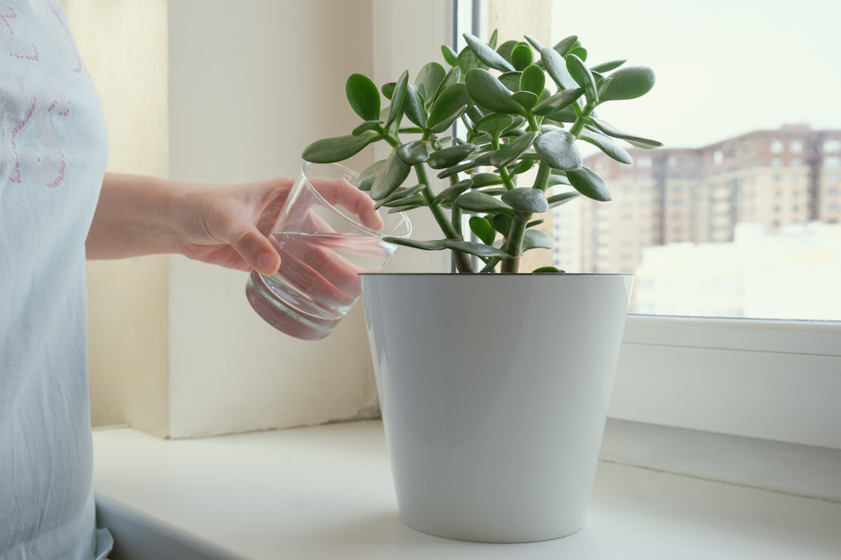 Woman waters money tree in a white pot on a windowsill of a city building