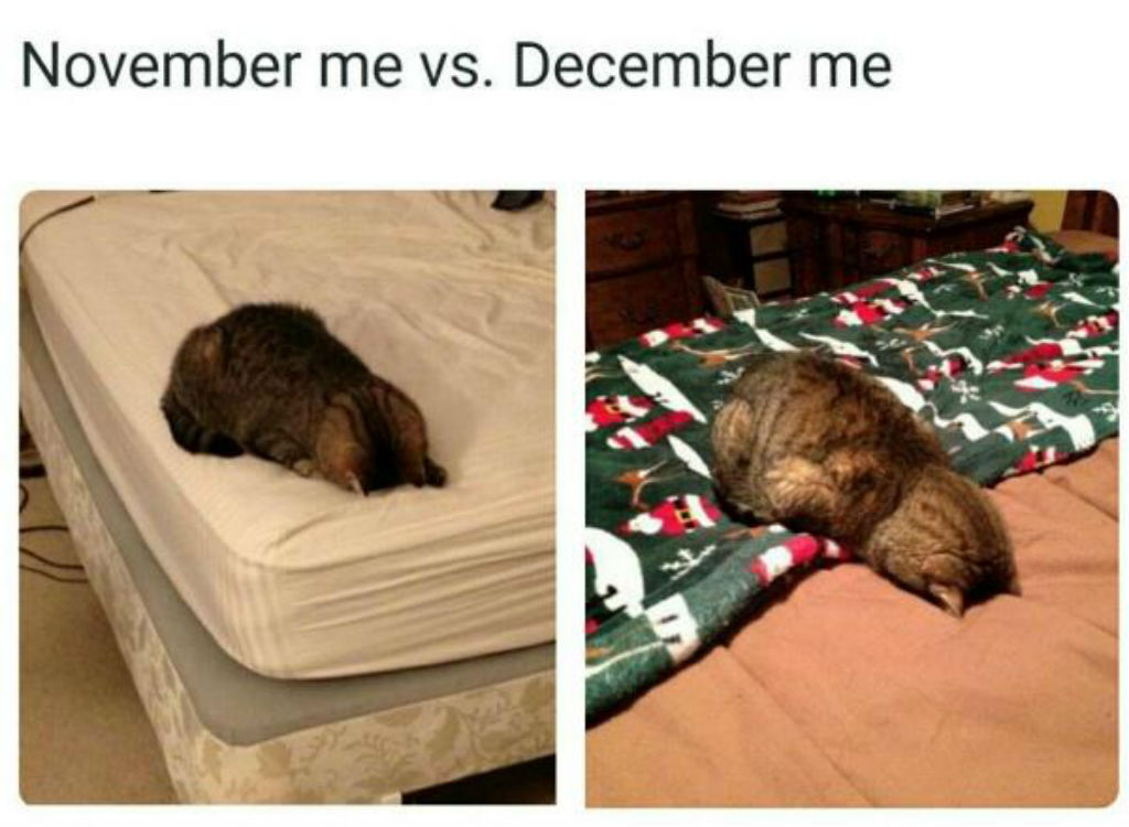 December cat memes