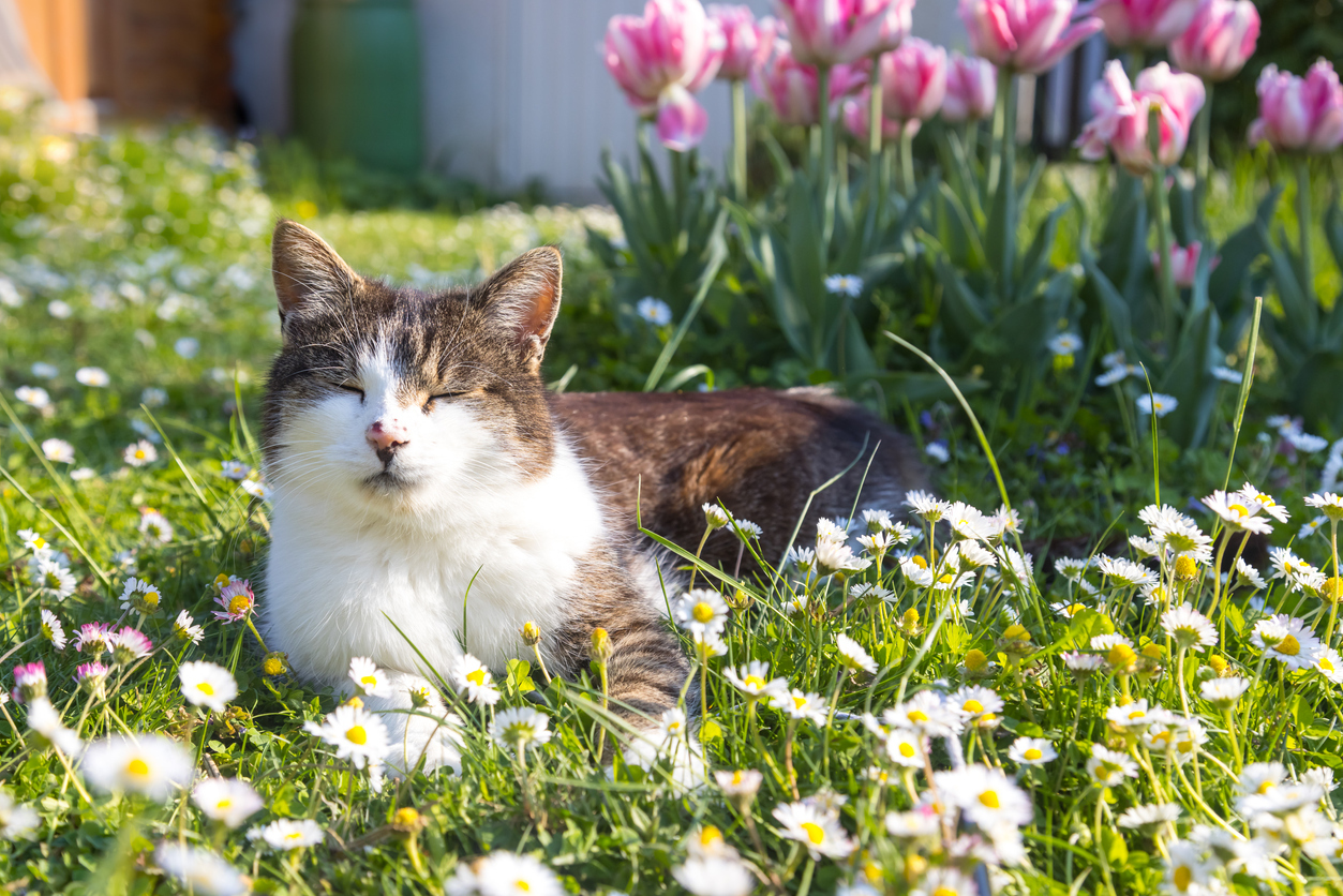cat lying in garden