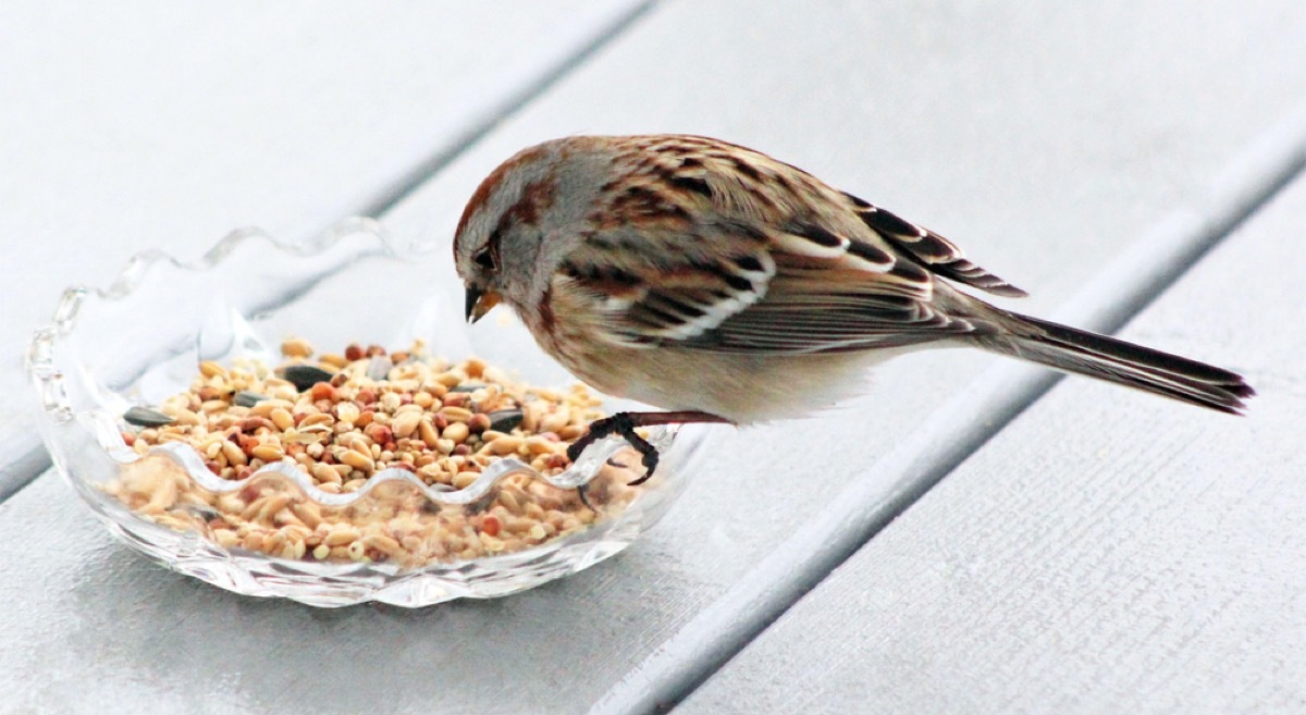 bird eating birdfeed out of a dish things in your house attracting pests