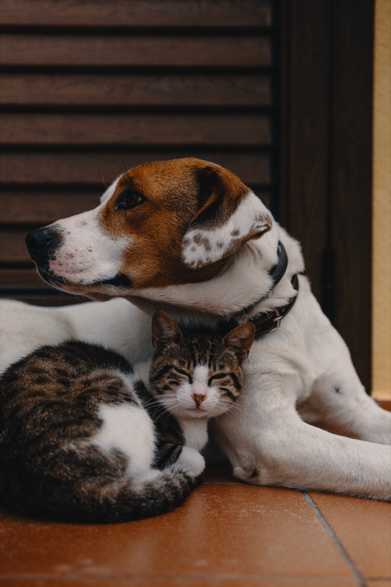 Dog and cat being cute and cuddling together