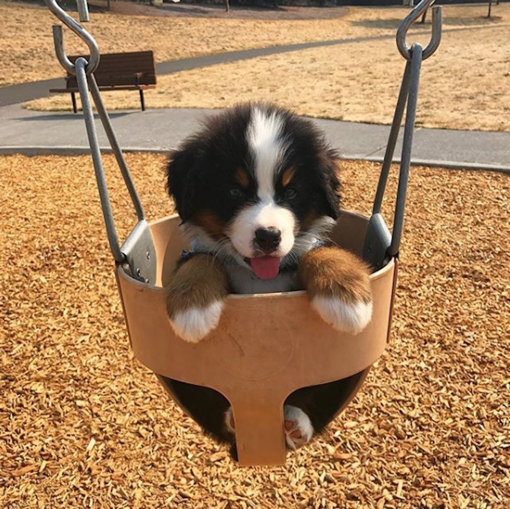 puppy in a swing