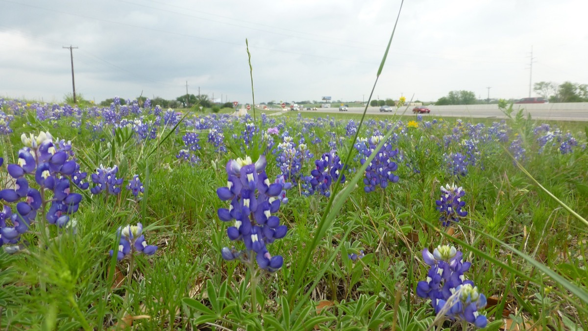 View of bluebonnet flower field along the Interstate near Dallas, Texas.