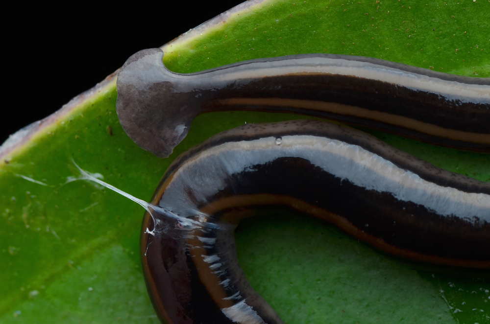 A hammerhead worm sitting on a leaf