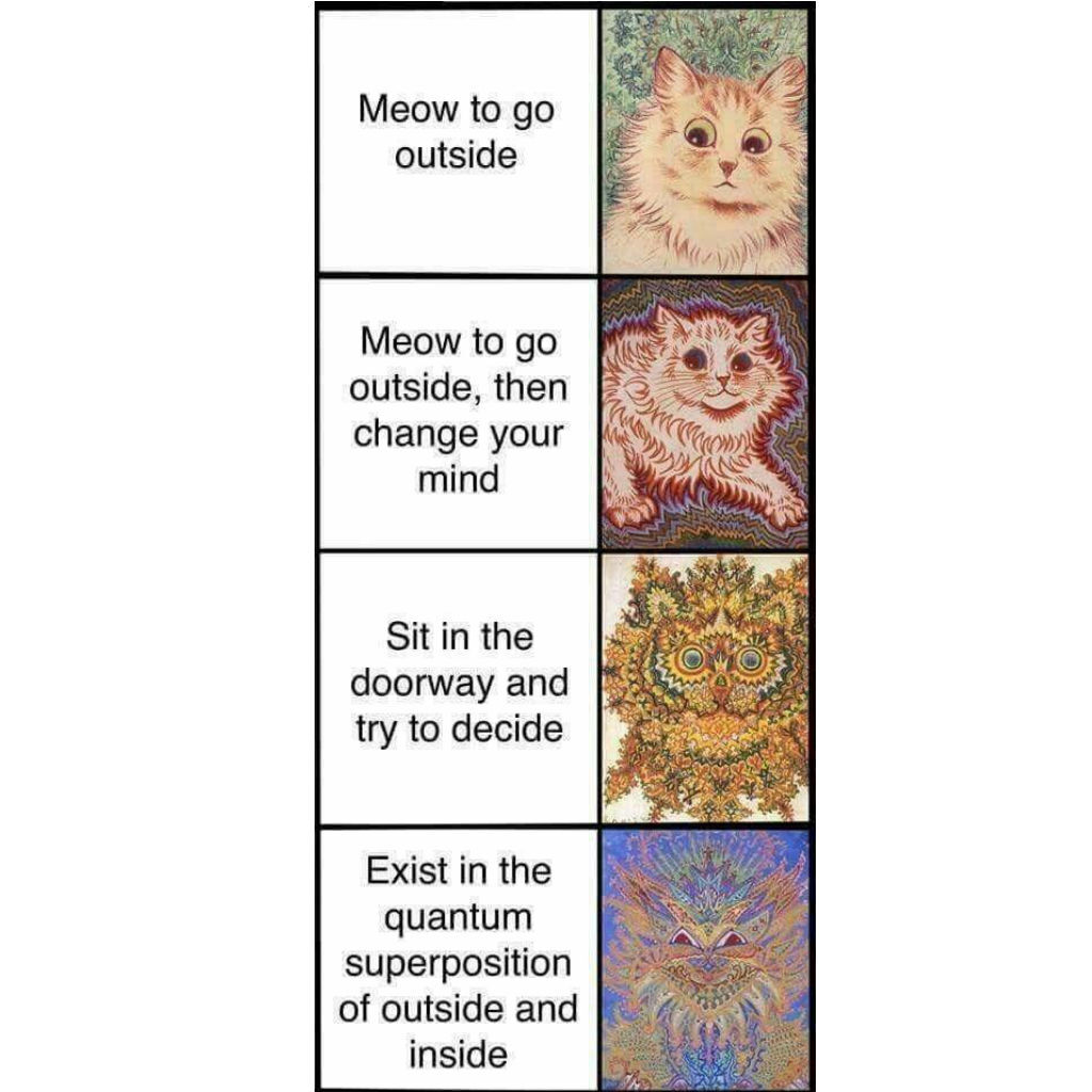 Conscious cat memes