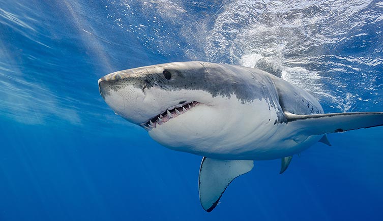 A great white shark swimming near the surface