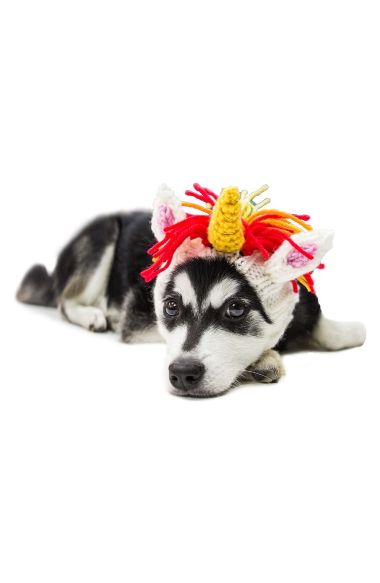 black and white dog in unicorn crochet dog snood 