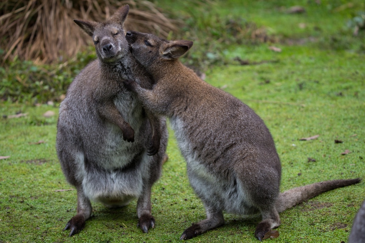kangaroo kissing its mate animals in love