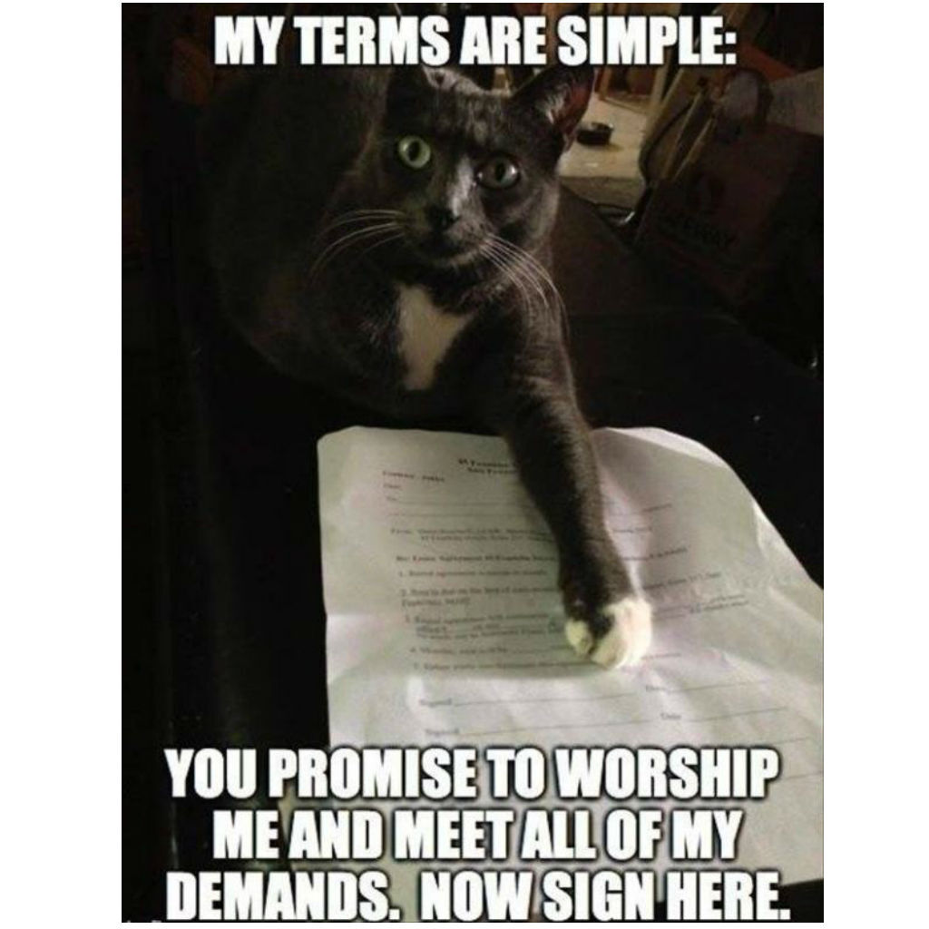 Contract cat memes