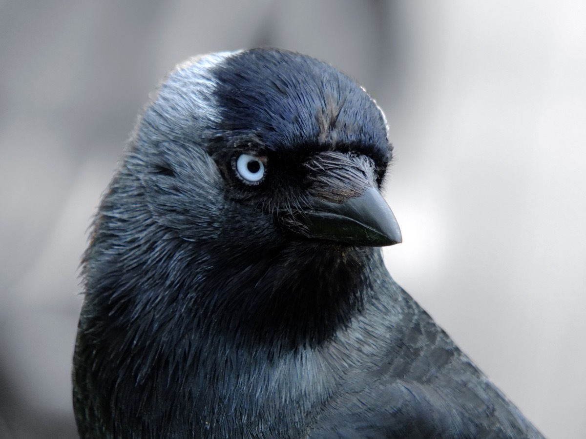 close up portrait of a jackdaw with head filling the frame looking at the camera with blue eyes on a light background - Image