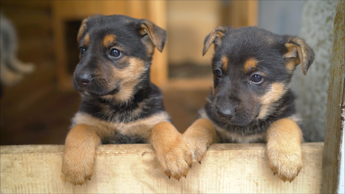 German shepherd puppies holding paws