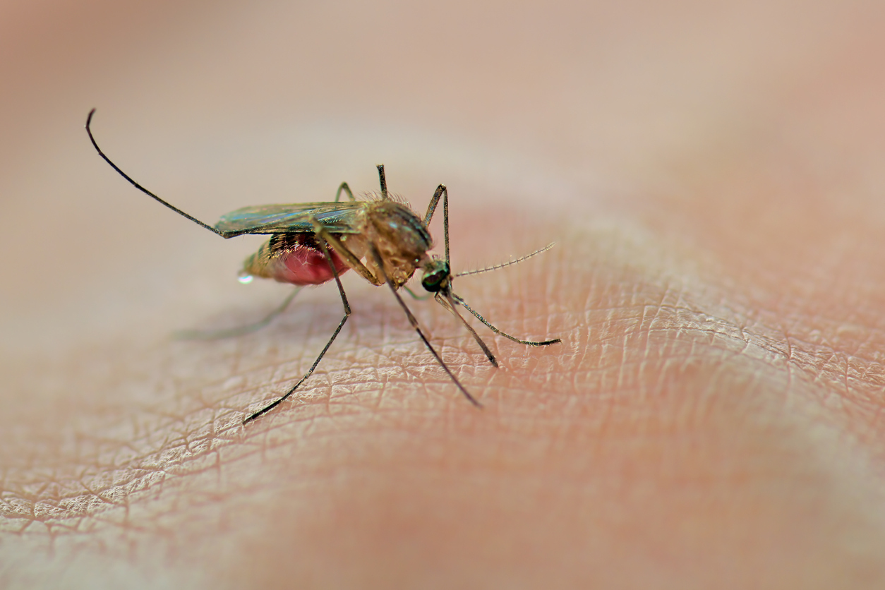 A mosquito sucking blood on human skin