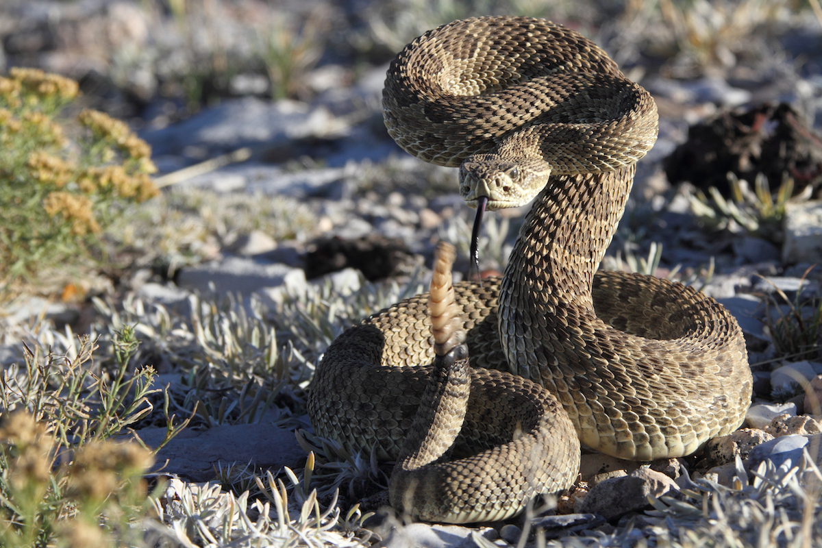 A rattlesnake in a dry area outside ready to strike