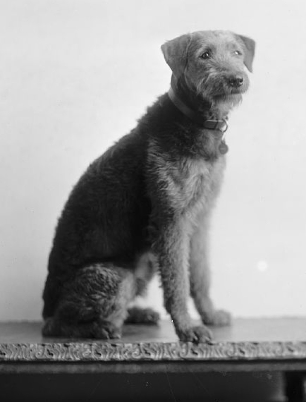 Warren G Harding's dog, Laddie boy