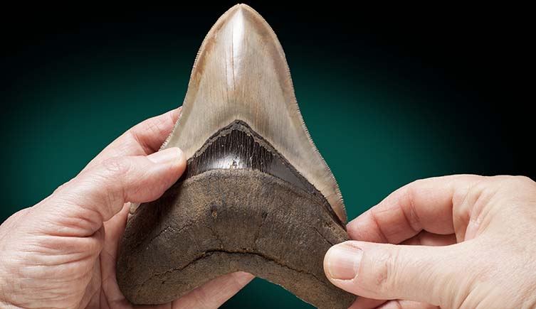 A megalodon tooth being held by two hands