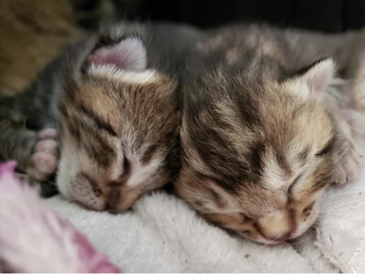 tiny kittens sleeping adorable cat photos
