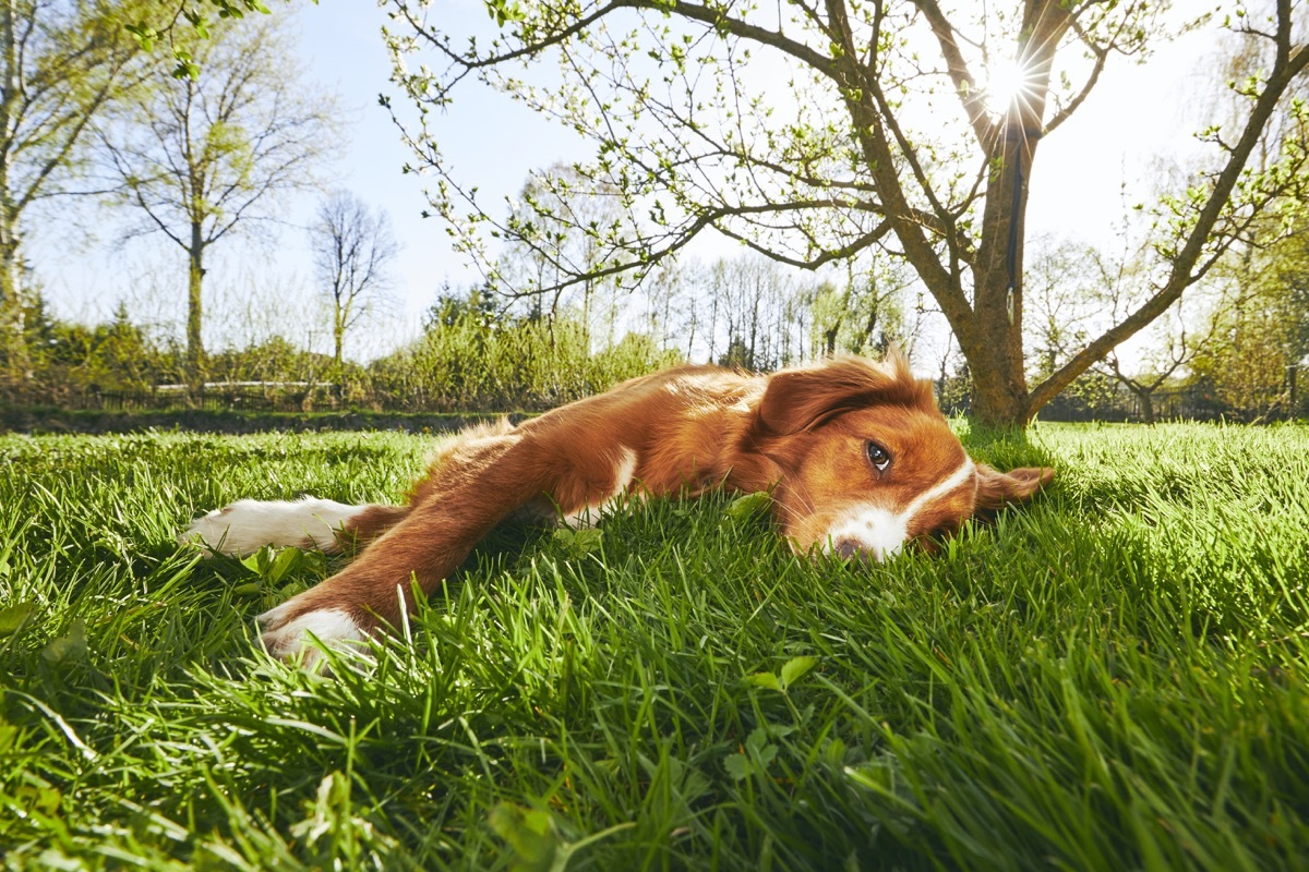 Springtime on the garden. Cute dog (Nova Scotia Duck Tolling Retriever) resting under tree on the garden during sunset.