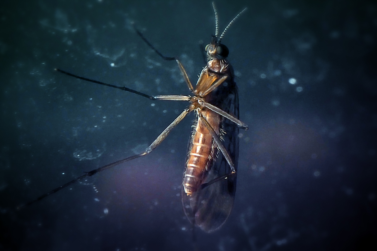 A macro shot of a gnat