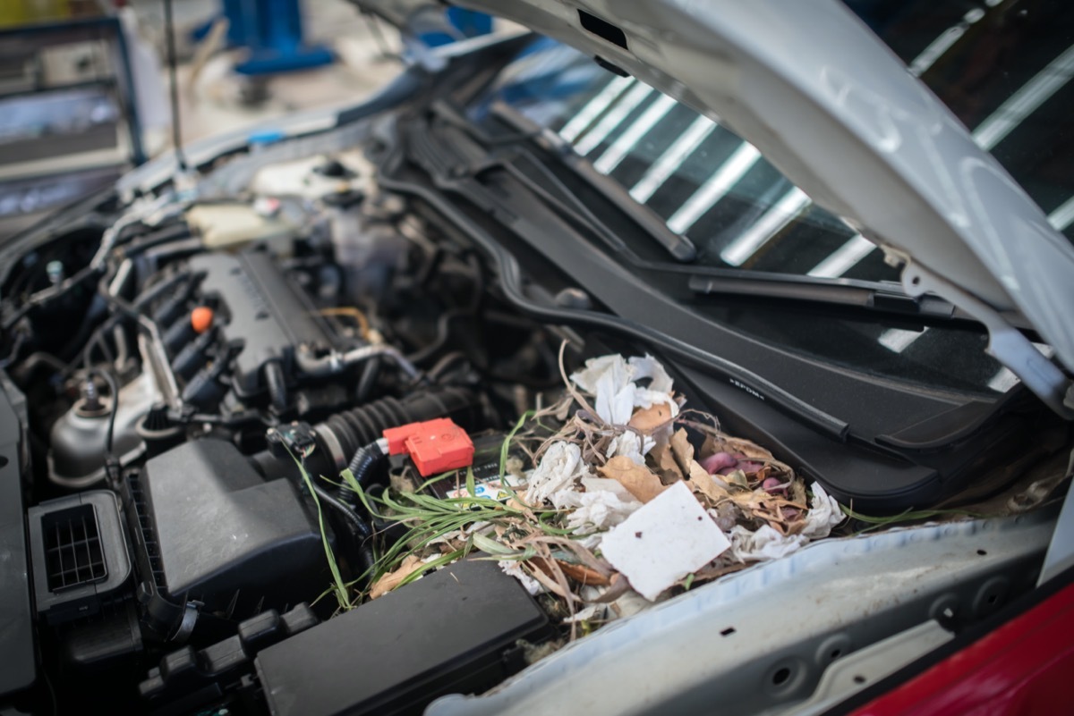 mouse nest inside car engine
