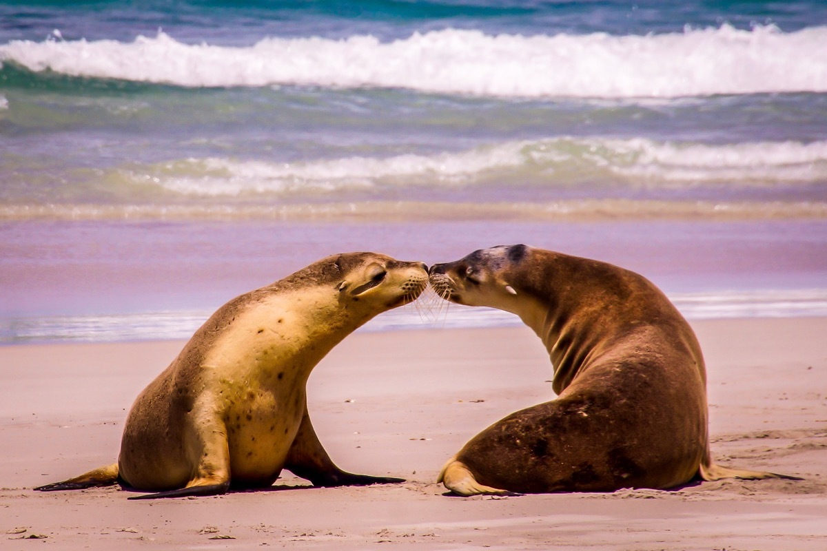 seals sharing a kiss animals in love