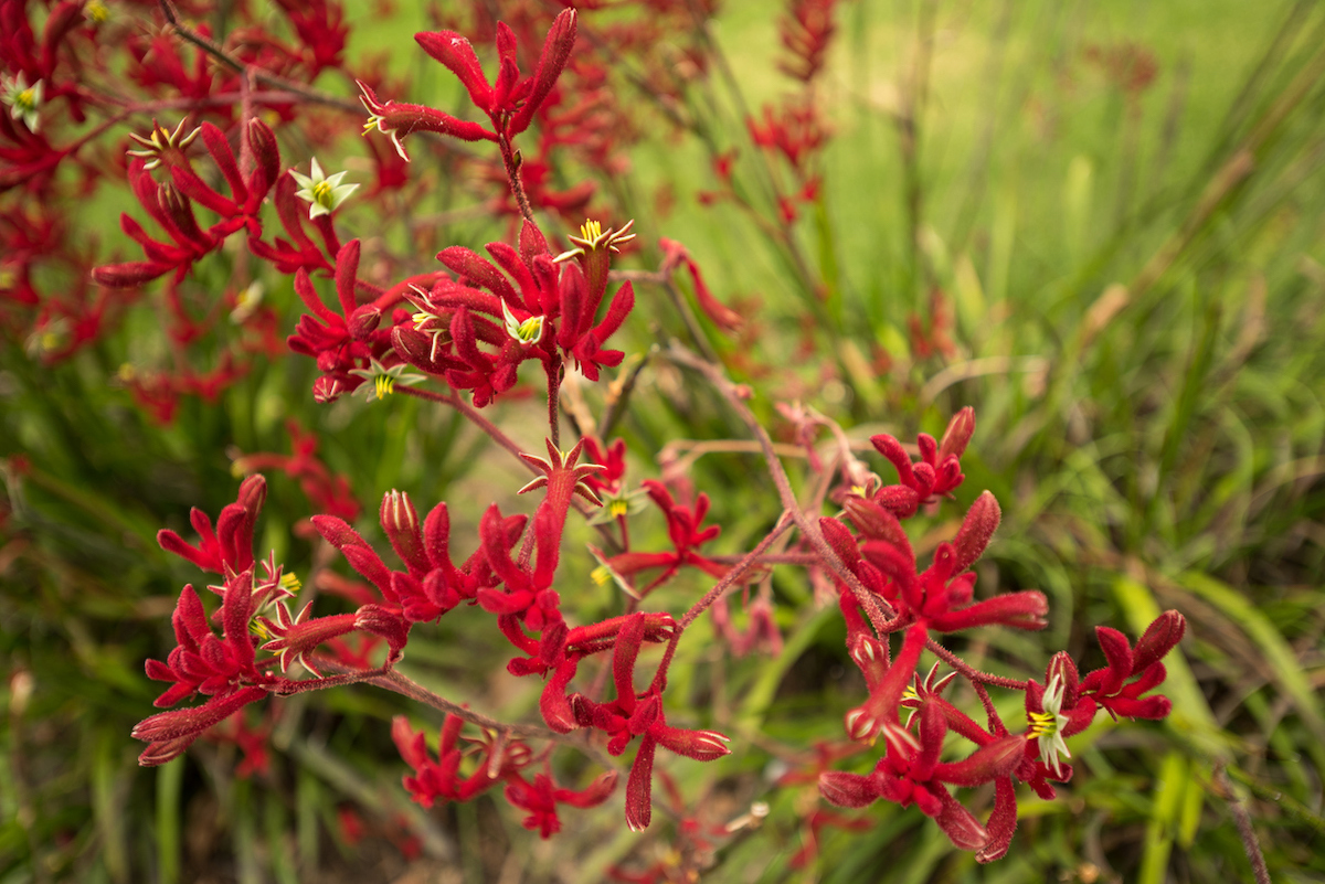 kangaroo paw plant with rich red flowers